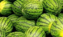 社会十大潜规则 吃瓜--大赛每日芋圆呀呀吃瓜,吃瓜大赛，芋圆呀呀带你领略“潜”规则魅力